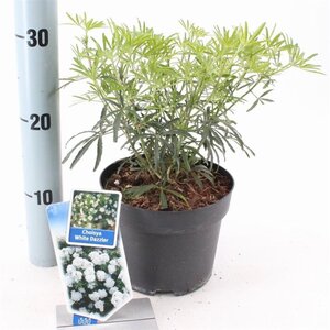 Choisya t. White Dazzler 25-30 cm cont. 2,0L - afbeelding 2