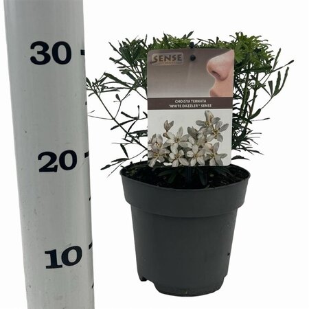 Choisya t. White Dazzler 25-30 cm cont. 2,0L - afbeelding 6