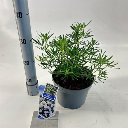 Choisya t. White Dazzler 25-30 cm cont. 3,0L - afbeelding 3