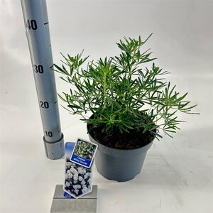 Choisya t. White Dazzler 25-30 cm cont. 3,0L - afbeelding 3