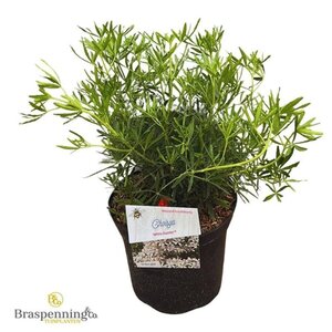 Choisya t. White Dazzler 25-30 cm cont. 3,0L - afbeelding 8