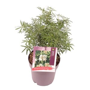 Choisya t. White Dazzler 25-30 cm cont. 3,0L - afbeelding 8