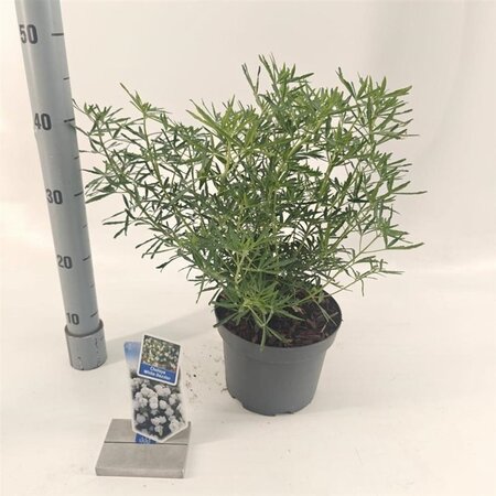 Choisya t. White Dazzler 25-30 cm cont. 3,0L - afbeelding 4