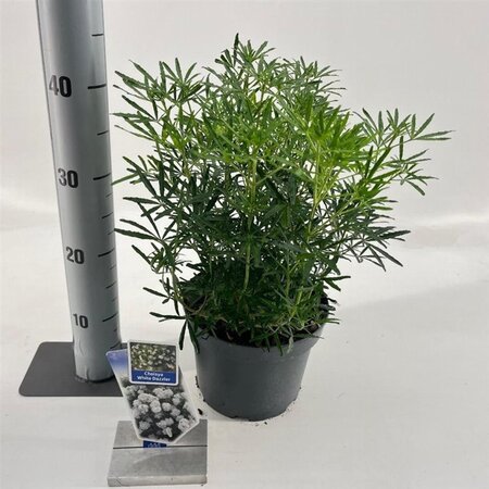 Choisya t. White Dazzler 25-30 cm cont. 3,0L - afbeelding 6