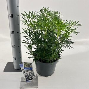 Choisya t. White Dazzler 25-30 cm cont. 3,0L - afbeelding 6