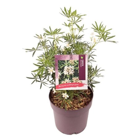 Choisya t. White Dazzler 25-30 cm cont. 3,0L - afbeelding 7