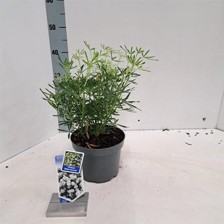 Choisya t. White Dazzler 25-30 cm cont. 3,0L - afbeelding 5