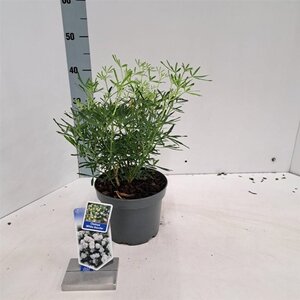 Choisya t. White Dazzler 25-30 cm cont. 3,0L - afbeelding 5