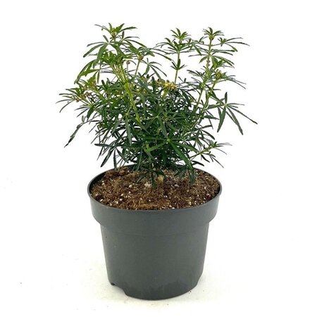 Choisya t. White Dazzler 25-30 cm cont. 5,0L