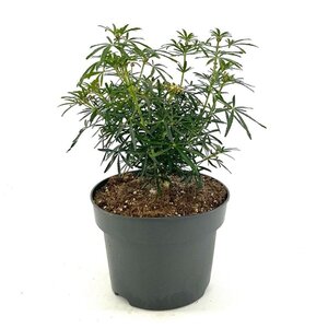 Choisya t. White Dazzler 25-30 cm cont. 5,0L