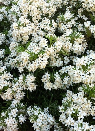 Choisya t. White Dazzler 40-50 cm container - afbeelding 1