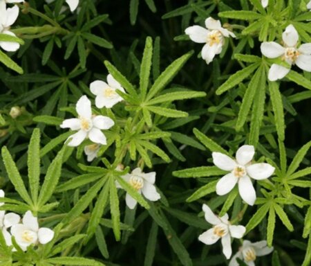 Choisya t. White Dazzler 60-80 cm container - afbeelding 2