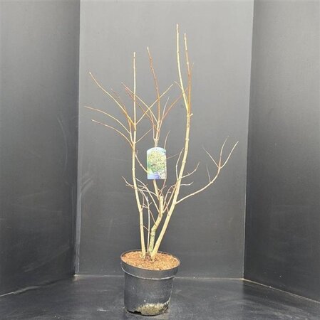 Chionanthus virginicus 80-100 cm met kluit - afbeelding 3