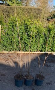 Chionanthus virginicus 80-100 cm met kluit - afbeelding 2