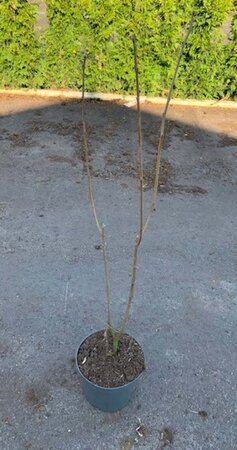 Chionanthus virginicus 80-100 cm RB - image 1