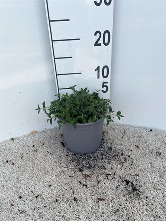 Cistus obtusifolius geen maat specificatie cont. 2,0L - afbeelding 1