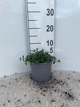 Cistus obtusifolius geen maat specificatie cont. 2,0L - afbeelding 2