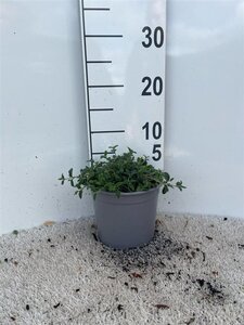 Cistus obtusifolius geen maat specificatie cont. 2,0L - afbeelding 2