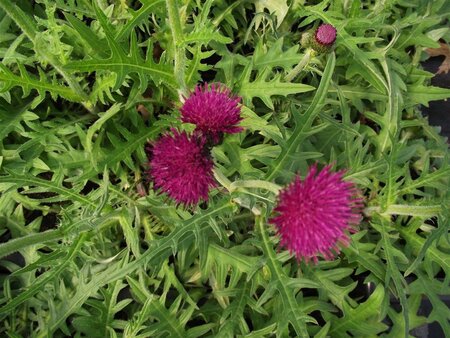 Cirsium rivulare 'Atropurpureum' geen maat specificatie 0,55L/P9cm - afbeelding 2