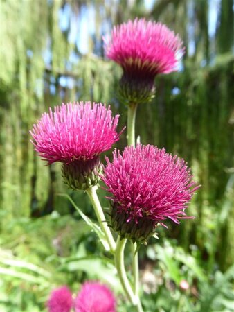 Cirsium rivulare 'Atropurpureum' geen maat specificatie 0,55L/P9cm - afbeelding 3