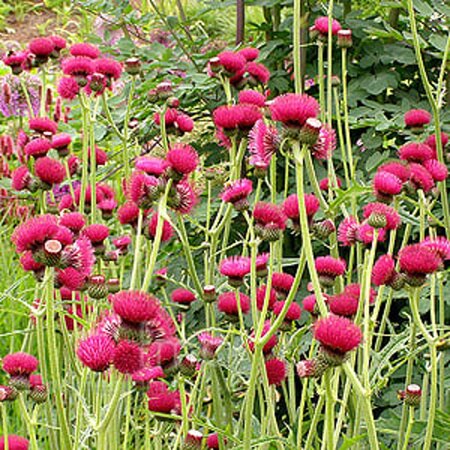 Cirsium rivulare 'Atropurpureum' geen maat specificatie 0,55L/P9cm - afbeelding 4