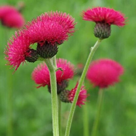 Cirsium rivulare 'Atropurpureum' geen maat specificatie 0,55L/P9cm - afbeelding 1