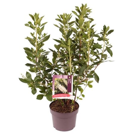 Clethra alnif. 'Hummingbird' 40-50 cm cont. 3,0L