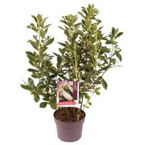 Clethra alnif. 'Hummingbird' 40-50 cm cont. 3,0L