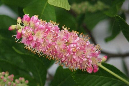 Clethra alnif. 'Pink Spire' 40-60 cm cont. 3,0L - afbeelding 1