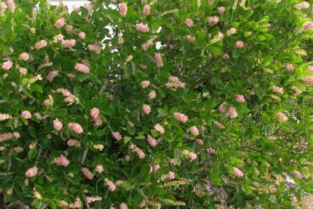 Clethra alnif. 'Pink Spire' 40-60 cm cont. 3,0L - afbeelding 3