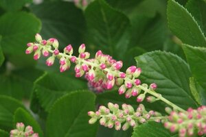 Clethra alnif. 'Pink Spire' 60-80 cm container - afbeelding 2
