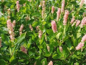Clethra alnif. 'Rosea' 40-60 cm cont. 3,0L - afbeelding 2