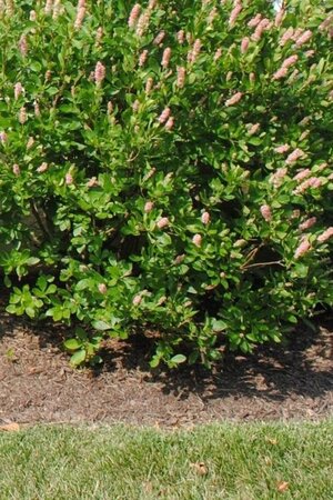 Clethra alnif. 'Rosea' 60-80 cm cont. 3,0L - afbeelding 1