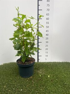 Clethra alnif. 'Ruby Spice' 30-40 cm cont. 3,0L