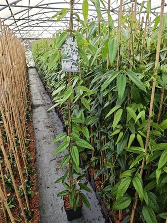 Clematis arm. 'Snowdrift' (WIT) 150-175 cm cont. 5,0L - afbeelding 2