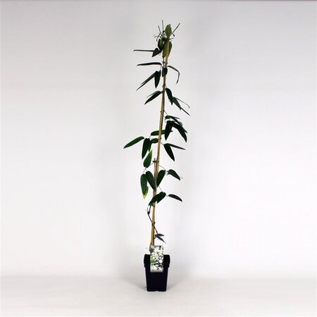 Clematis arm. 'Snowdrift' (WIT) 150-175 cm cont. 5,0L