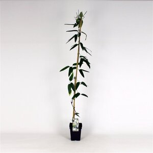 Clematis arm. 'Snowdrift' (WIT) 150-175 cm cont. 5,0L