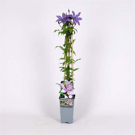 Clematis 'Bagatelle' 70 cm vierkant 2L
