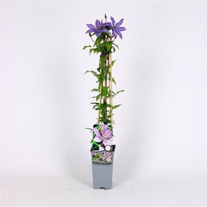 Clematis 'Bagatelle' 70 cm vierkant 2L
