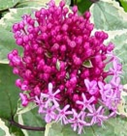 Clerodendrum bungei 30-40 cm cont. 3,0L