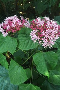 Clerodendrum bungei 40-60 cm cont. 3,0L