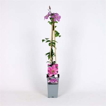 Clematis 'Comtesse de Bouchaud' 70 cm vierkant 2L