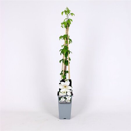 Clematis 'Destiny' 70 cm vierkant 2L