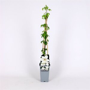 Clematis 'Destiny' 70 cm vierkant 2L