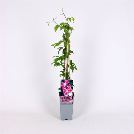 Clematis 'Dr Ruppel' 70 cm vierkant 2L