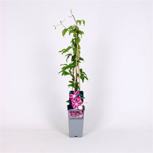Clematis 'Dr Ruppel' 70 cm vierkant 2L