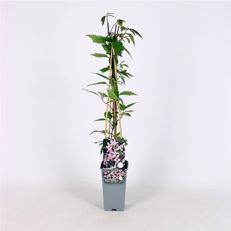 Clematis 'Elizabeth' 70 cm vierkant 2L