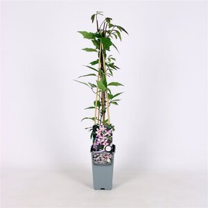 Clematis 'Elizabeth' 70 cm vierkant 2L