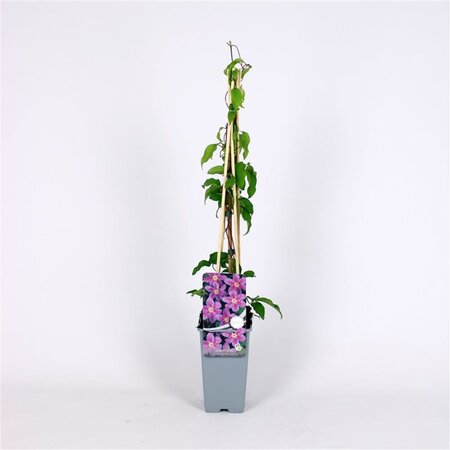 Clematis 'Etoile de Malicorne' 70 cm vierkant 2L