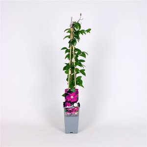 Clematis 'Ernest Markham' 70 cm vierkant 2L